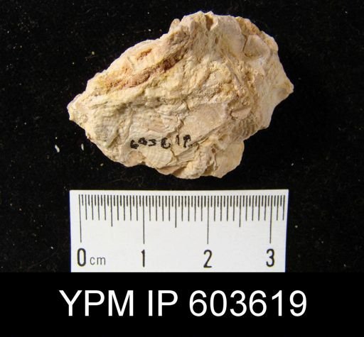 undet. Brachiopoda