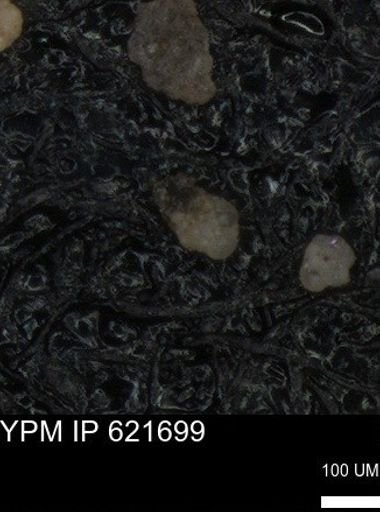 undet. Foraminiferida
