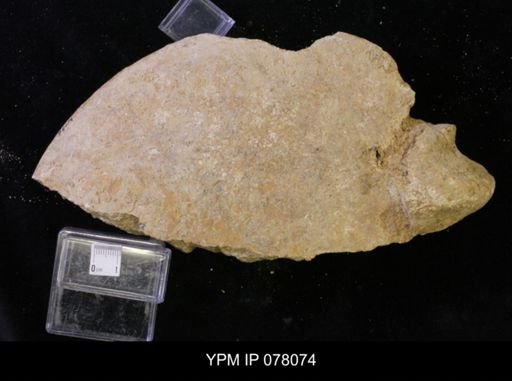 undet. Sphenodiscidae