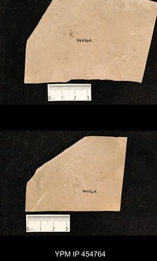 undet. Tipulidae