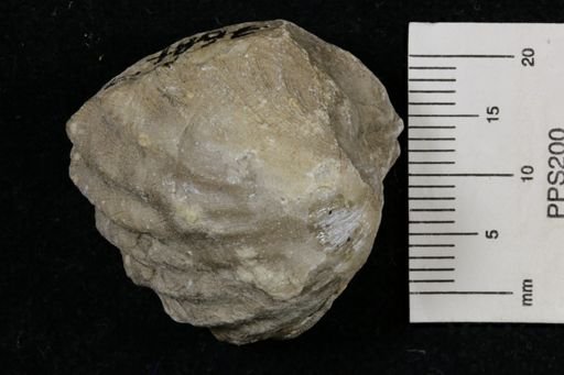 Meekella striatocostata