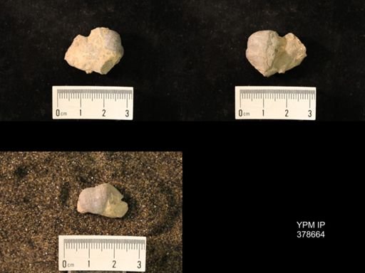 Marginifera wabashensis