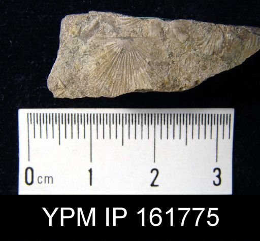 Schuchertella subplana