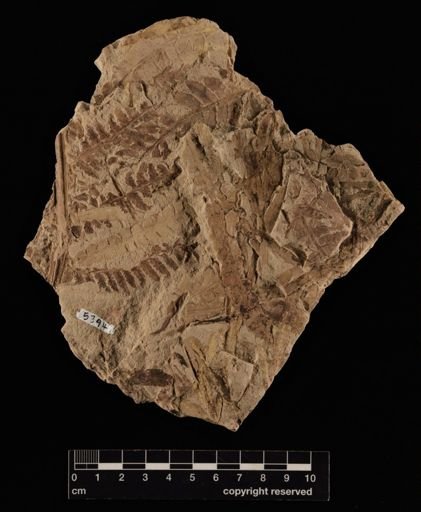 Cladophlebis sp.
