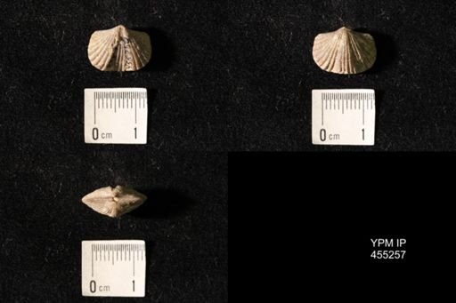 Platystrophia elegantula