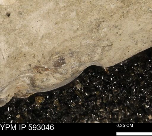 Inoceramus cuneatus