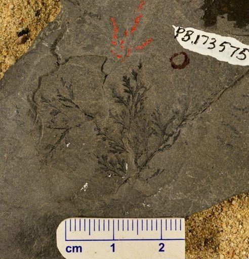 Sphenopteris newberryi