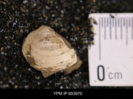 Limopsis striatopunctatus