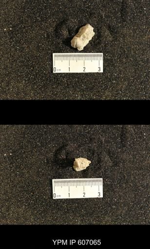 Spiriferina verneuili