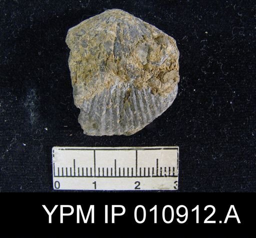 Meekella attenuata