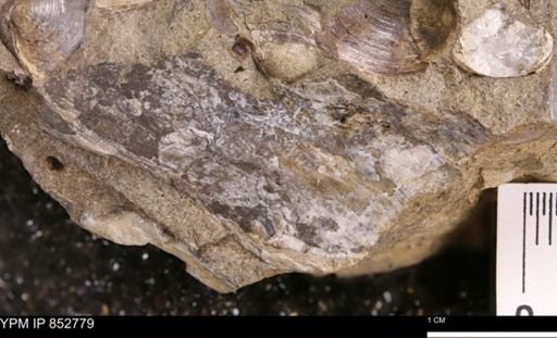 undet. Mollusca