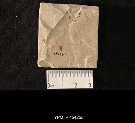 undet. Coleoptera