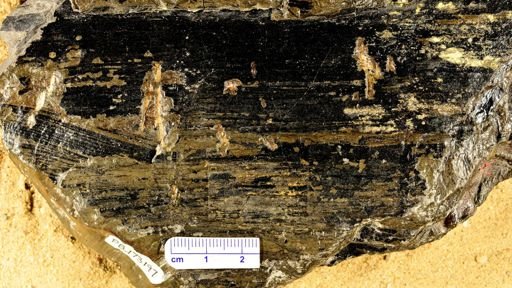 Calamites sp.
