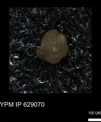 undet. Globigerinina
