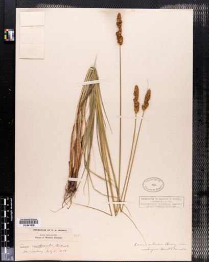 Carex setacea