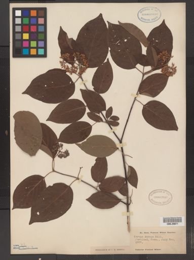Cornus amomum