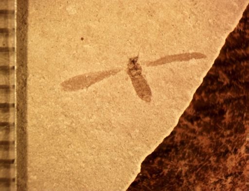 undet. Tipulidae