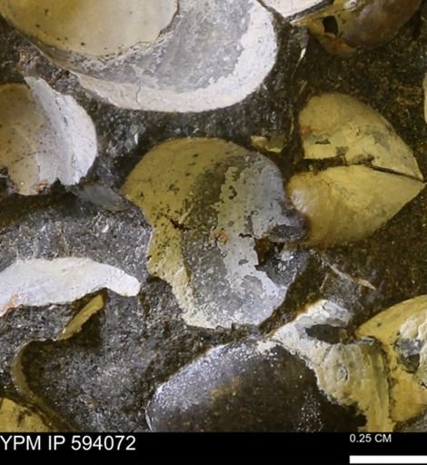 Limopsis? striatopunctatus