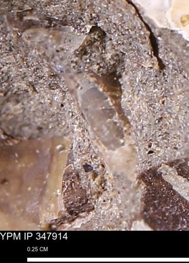 undet. Bivalvia