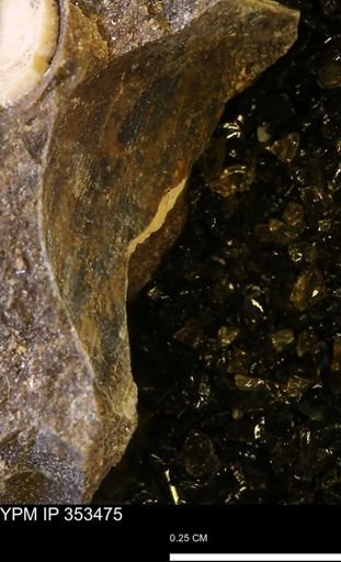 Limopsis striatopunctatus
