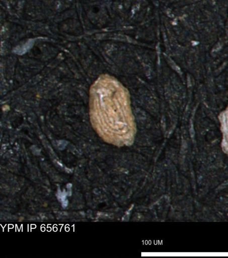 Spirolocammina planula