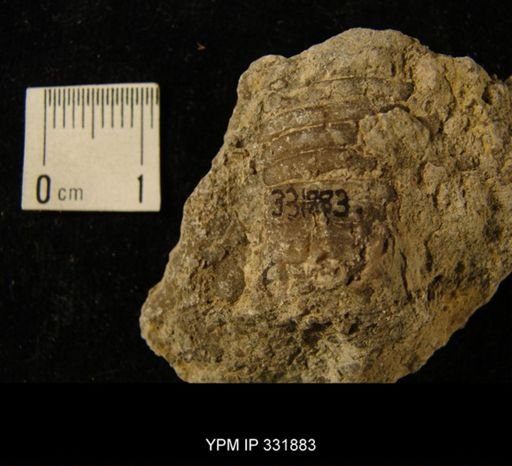 undet. Nautiloidea