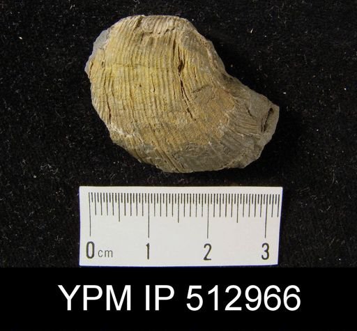 Diaphragmus sp.