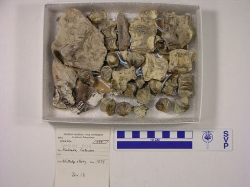 undet. Actinopterygii