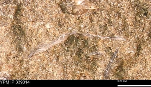 undet. Bivalvia