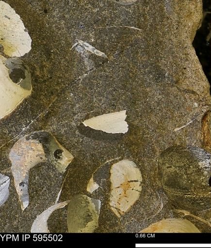 Protocardia sp.