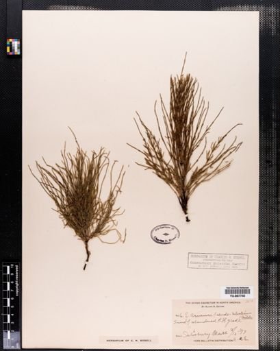 Equisetum arvense