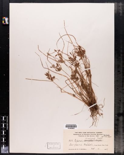 Cyperus rivularis