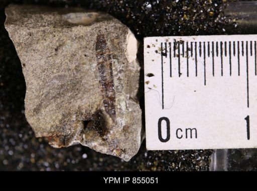Belemnites sp.