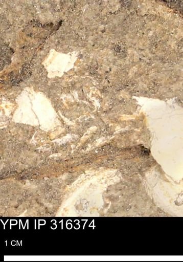 undet. Mollusca