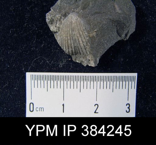 Trematospira multistriata