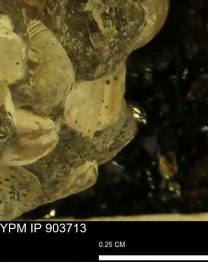 Corbulamella?