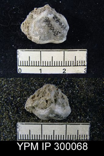 Marginifera sublaevis