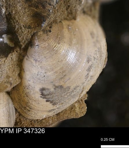 Limopsis striatopunctatus