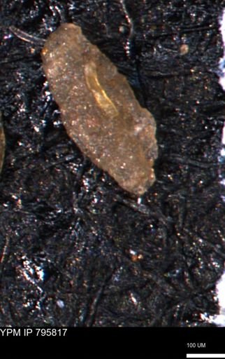 Miliammina manitobensis