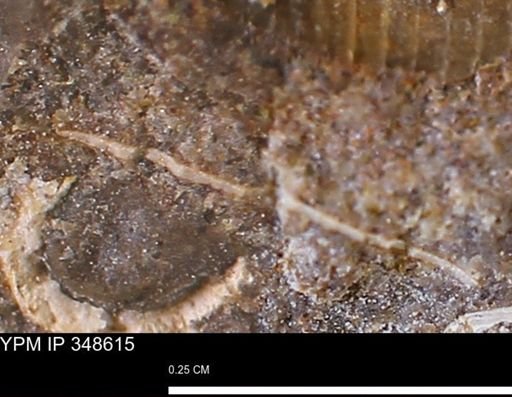 undet. Mollusca