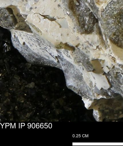 undet. Mollusca
