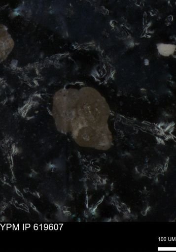 undet. Foraminiferida