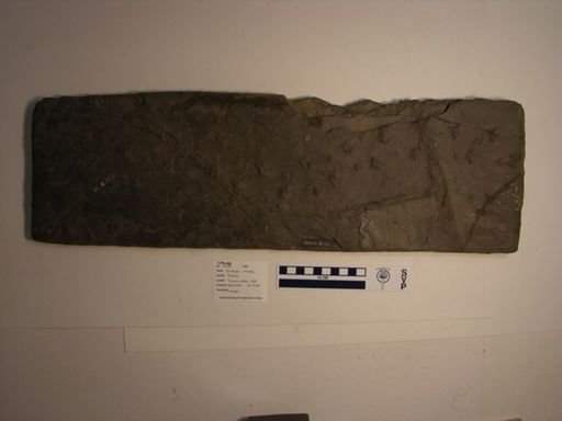 Exocampe ornata