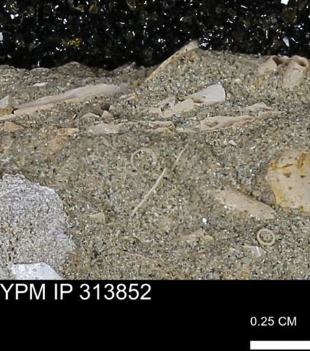 undet. Scaphopoda