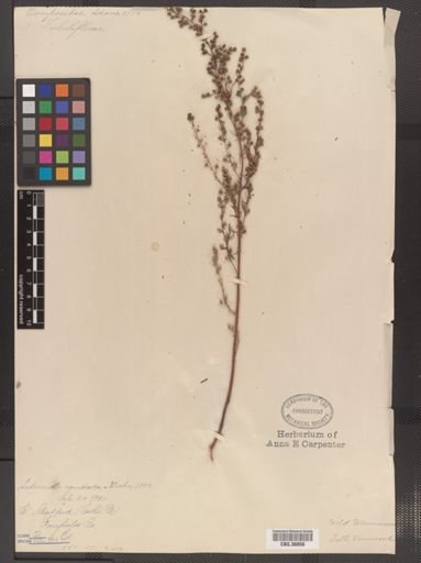 Artemisia caudata