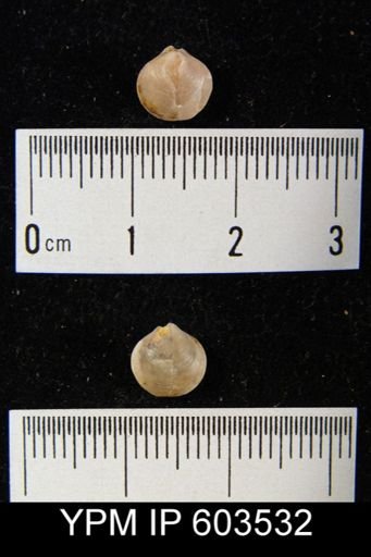 Cleiothyridina orbicularis