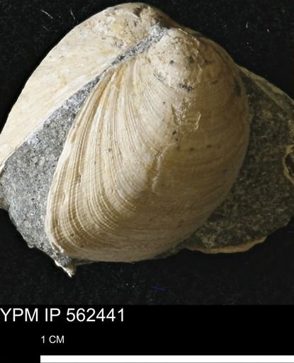 Limopsis striatopunctatus