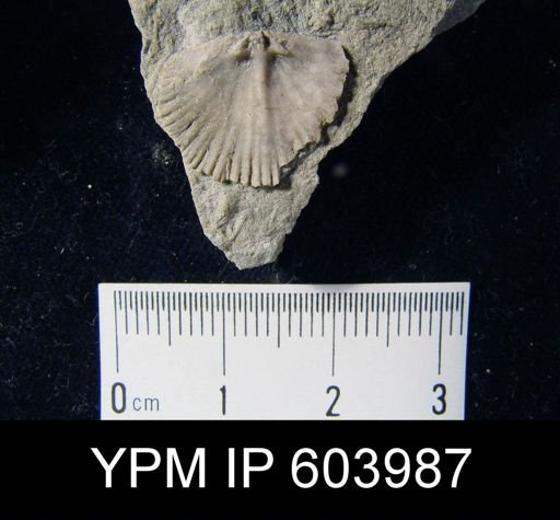 Leptocoelia flabellites