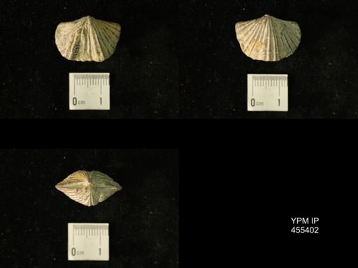 Platystrophia clarksvillensis
