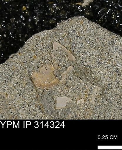 undet. Mollusca